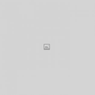 Floribunda Rose Barbados